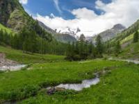 Bächlein in der Wiese im Gschlößtal vor Schlatenkees mit Großvenediger und Knorrkogel
